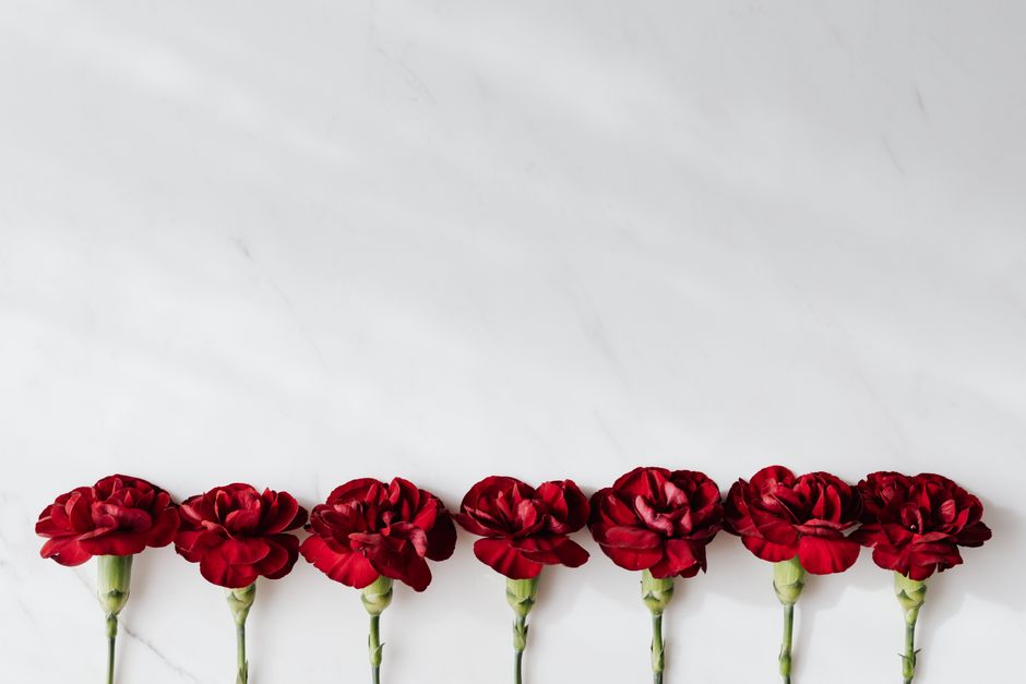 A row of seven deep red carnations with ruffled petals, each attached to a green stem, arranged horizontally against a plain white background. The flowers are fresh, with petals slightly open to revea