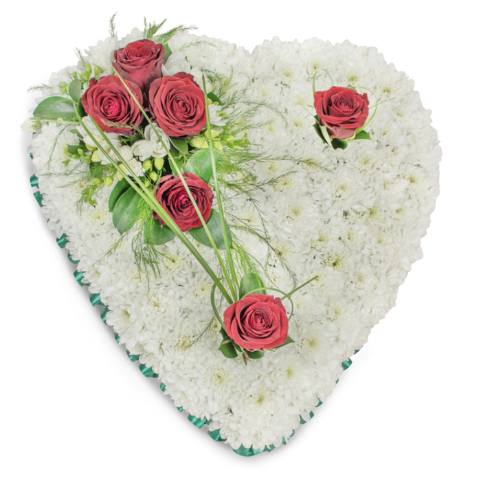 Presented against a pristine white background and lit from above, this heart-shaped floral tribute emphasizes texture, line and restrained colour to convey solemn respect. The form is densely carpeted with hundreds of small, immaculate white chrysanthemums; their compact heads are set so tightly that the surface has a soft, sculpted quality, like a cloud of white cushions that invites touch. A trio of rich, deep red roses clusters on the upper left, their full blooms unfurling into velvety layers that draw the eye; two additional solitary red roses balance the design, one along the top right curve and the other at the heart's bottom point. Surrounding foliage includes smooth, glossy leaves, delicate fern-like fronds and occasional narrow blades of bear grass that arch away from the roses, introducing graceful movement and a handwritten flourish of green. Small white filler blooms-suggestive of freesias-peek among the leaves in places, adding pinpricks of brightness against the chrysanthemums' broad field. The heart's edge is traced with a slim emerald-green satin ribbon that catches the light and crisply defines the silhouette, lending a formal, finished border. Subtle shadows created by the overhead illumination emphasize the depth between the chrysanthemum cushion and the recessed cups of the roses, enhancing a sense of careful craftsmanship. This arrangement, often chosen for funerals or memorial services across North Ockendon and nearby South Ockendon, reads as a composed, dignified homage-quietly elegant, tactile, and intended to express enduring love and sincere condolence.
