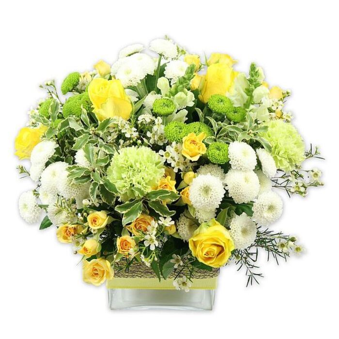 A lush, dome-shaped bouquet in tones of sunny yellow, clean white, and fresh lime green is artfully arranged in a low, square glass vase, photographed against a blank white background to highlight every detail. The design is rich with classic yellow roses, some in full bloom with generous, layered petals that curl softly at the edges, others still in bud, promising more colour to come. Around them, smaller yellow spray roses cluster in lively groups, creating a sense of movement and rhythm. White pompom chrysanthemums, dense and spherical, form a soft, cloud-like layer that contrasts gently with the sharper lines of the rose petals. Dotting the arrangement are bright lime-green button mums, their tidy, button-like flower heads adding a playful, modern note. Larger, fluffy pale-green blooms, resembling frilled carnations or green chrysanthemums, lend a delicate ruffle and a cool, garden-fresh feel. The flowers rise from a base of generous foliage: broad variegated leaves with pale, almost white margins, sprays of darker filler greenery, and tiny white star-shaped filler flowers that glitter subtly between the larger blossoms. The stems are gathered neatly in the vase, whose midsection is wrapped with an earthy band of woven material, perhaps raffia or bark, cinched with a soft yellow or lime-green ribbon that echoes the bouquet's main colours. This arrangement looks like it has just been styled on a workbench in North Ockendon, ready for hand delivery to a home near local green spaces or quiet cul-de-sacs. Its cheerful palette and carefully layered textures evoke warmth, optimism, and celebration, perfect for birthdays, thank-you gifts, or simply brightening a living room on a grey Essex afternoon.