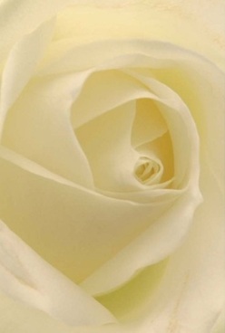 This intimate composition invites you to linger on the swirling heart of an ivory rose, every petal harmoniously layered with care. The surface appears to softly glimmer in gentle North Ockendon light-pale cream and hints of translucent gold shimmering as though illuminated from within. You can almost feel the plush, velvety touch of each unfolding petal, delicate yet resilient, curving inward in artful balance. The lighting is diffuse, casting graceful shadows and feather-light highlights that help the subtle gradients of ivory and cream sing. It conjures the sense of a peaceful, early morning in North Ockendon-the hush before the hustle, perhaps reminiscent of a thoughtful gesture delivered to a neighbour before a milestone day. Crafted by a local North Ockendon florist, this rose symbolizes timeless devotion and grace-perfect for wedding vows celebrated at the village church, or as a wordless expression of sympathy in difficult times. The composition captures the spirit of North Ockendon itself-serene, quietly beautiful, ever mindful of the deeply rooted values of remembrance and love. There's a soft, imagined hint of fragrance-gentle, clean, and unforgettable-turning this single bloom into the centerpiece of a lasting memory for any occasion.